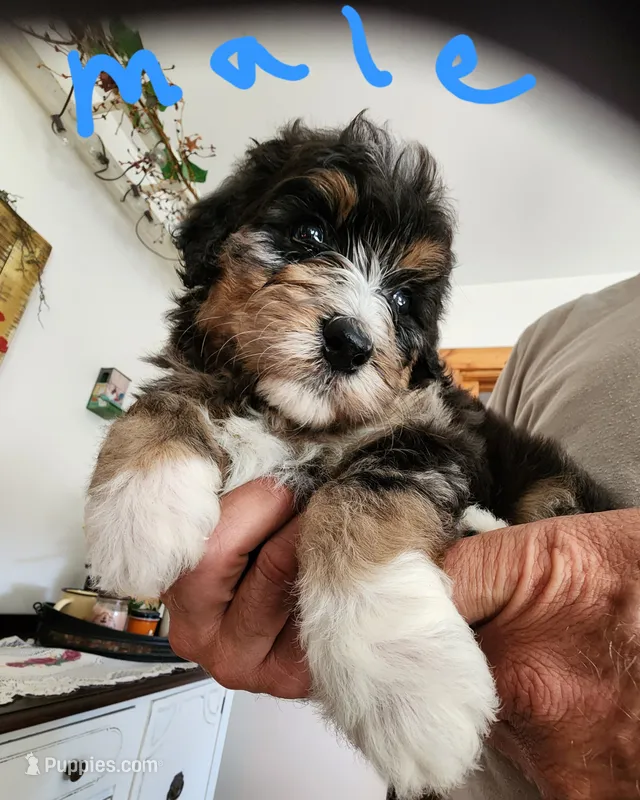 Manning  – Miniature Bernedoodle puppy for sale in Dandridge, TN