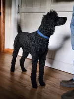 Pete small standard , a male Poodle - Standard  for sale in Dandridge, TN – 2 of 4