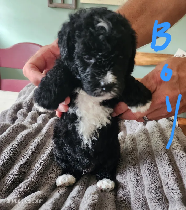 Conner – Miniature Bernedoodle puppy for sale in Dandridge, TN