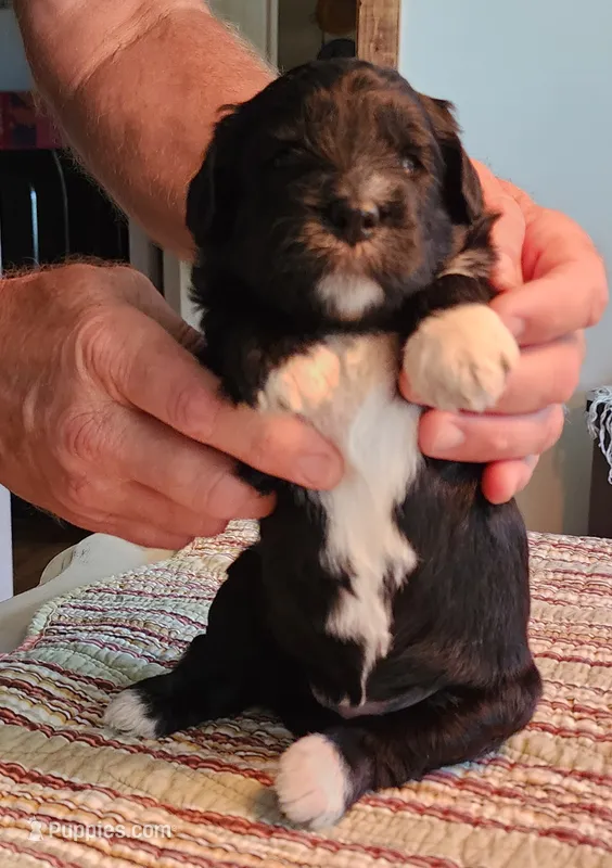 May bell – Miniature Bernedoodle puppy for sale in Dandridge, TN