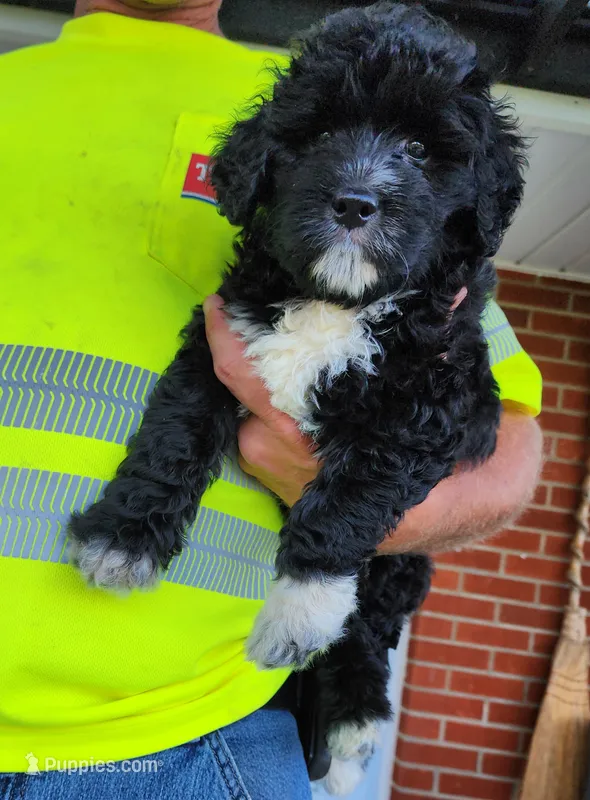 May bell  – Miniature Bernedoodle puppy for sale in Dandridge, TN
