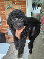 Rich moyen size, a male Goldendoodle for sale in Dandridge, TN – 1 of 7