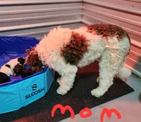 Conner, a male Miniature Bernedoodle for sale in Dandridge, TN – 3 of 8