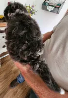 Manning reasonable offer, a male Miniature Bernedoodle for sale in Dandridge, TN – 6 of 10