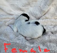 Katie, a female Miniature Bernedoodle for sale in Dandridge, TN – 5 of 8