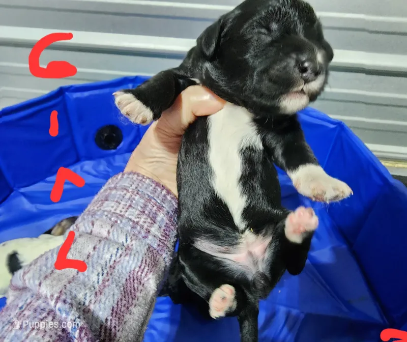 May bell – Miniature Bernedoodle puppy for sale in Dandridge, TN