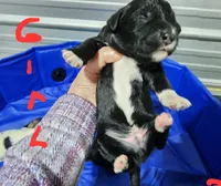 May bell, a female Miniature Bernedoodle for sale in Dandridge, TN – 1 of 3