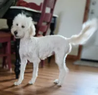 Macy moyen size, a female English Goldendoodle for sale in Dandridge, TN – 2 of 3