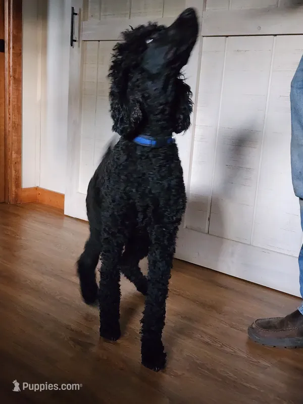 Pete small standard  – Poodle - Standard  puppy for sale in Dandridge, TN