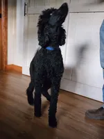 Pete small standard , a male Poodle - Standard  for sale in Dandridge, TN – 1 of 4