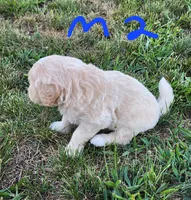 Toby moyen, a male Goldendoodle for sale in Dandridge, TN – 7 of 9