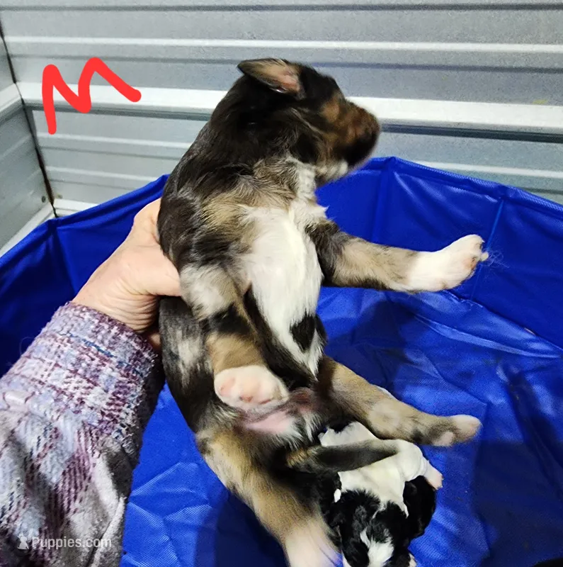 Manning  – Miniature Bernedoodle puppy for sale in Dandridge, TN