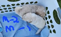 Tim moyen, a male Goldendoodle for sale in Dandridge, TN – 2 of 6