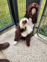 Thaddeus , a male Aussiedoodle for sale in Dandridge, TN – 4 of 4