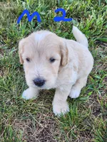 Toby moyen, a male Goldendoodle for sale in Dandridge, TN – 6 of 9