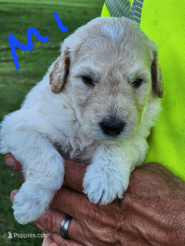 Tim moyen – Goldendoodle puppy for sale in Dandridge, TN