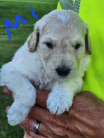 Tim moyen, a male Goldendoodle for sale in Dandridge, TN – 1 of 6