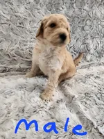 Male goldendoodle , a male Goldendoodle for sale in Dandridge, TN – Photo 1 of 2