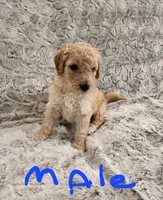 Male goldendoodle , a male Goldendoodle for sale in Dandridge, TN – Photo 2 of 2