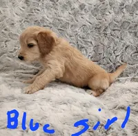 Blue girl, a female Goldendoodle for sale in Dandridge, TN – Photo 3 of 3