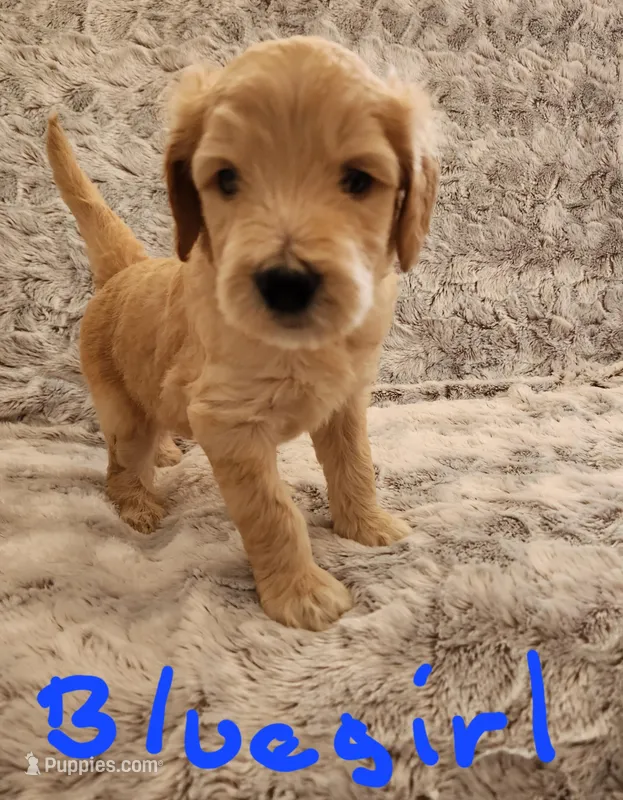 Blue girl, a female Goldendoodle for sale in Dandridge, TN – Photo 1 of 3