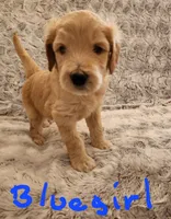 Blue girl, a female Goldendoodle for sale in Dandridge, TN – Photo 1 of 3