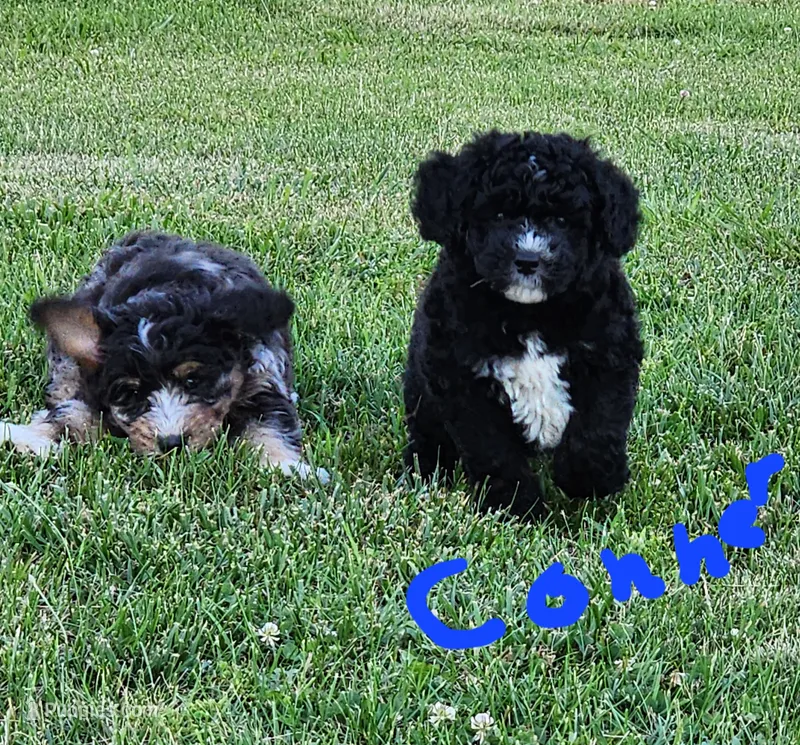 Conner – Miniature Bernedoodle puppy for sale in Dandridge, TN