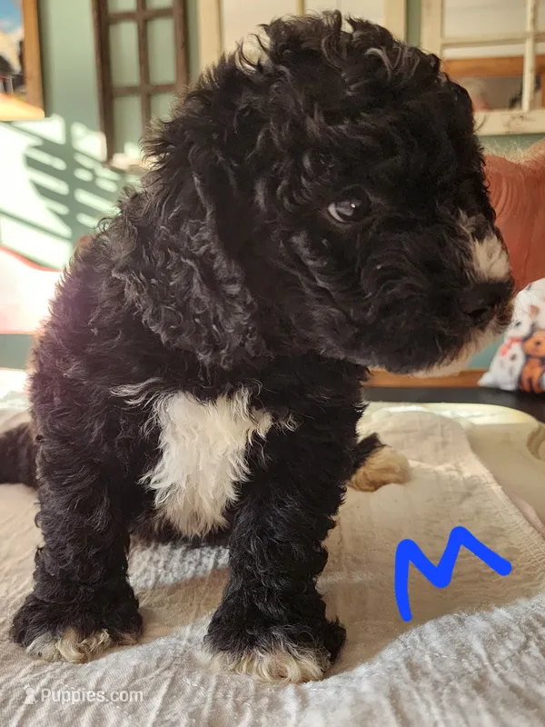 Conner reasonable offer  – Miniature Bernedoodle puppy for sale in Dandridge, TN