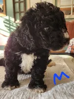 Conner reasonable offer , a male Miniature Bernedoodle for sale in Dandridge, TN – 1 of 9