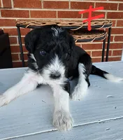 Bethany  moyen, a female Goldendoodle for sale in Dandridge, TN – 2 of 6