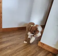 Annie , a female Miniature Bernedoodle for sale in Dandridge, TN – 3 of 6