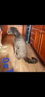 Katie, a female Miniature Bernedoodle for sale in Dandridge, TN – 7 of 8