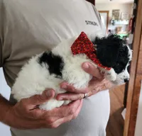 Katie on hold but still ask, a female Miniature Bernedoodle for sale in Dandridge, TN – 5 of 9