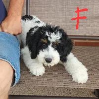 Katie, a female Miniature Bernedoodle for sale in Dandridge, TN – 1 of 7