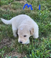 Tim moyen, a male Goldendoodle for sale in Dandridge, TN – 5 of 6