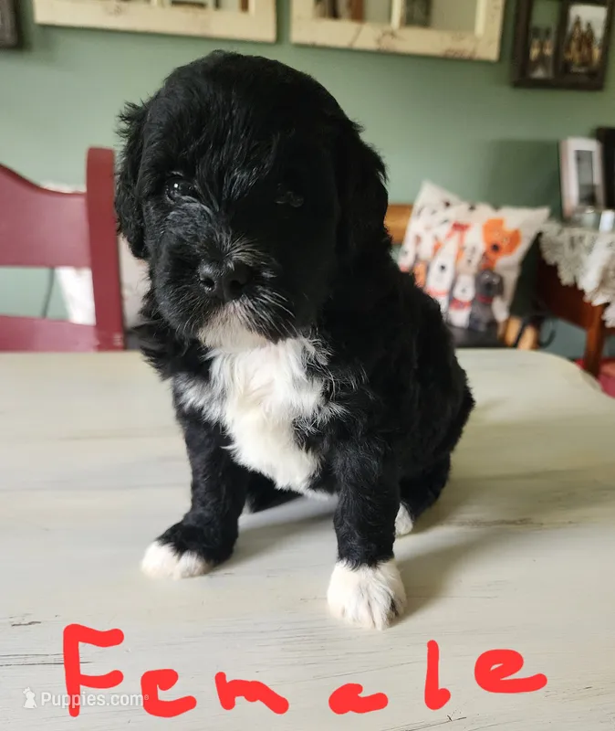 May bell – Miniature Bernedoodle puppy for sale in Dandridge, TN