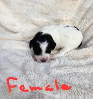 Katie, a female Miniature Bernedoodle for sale in Dandridge, TN – 3 of 8