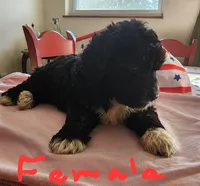 May bell reasonable offer , a female Miniature Bernedoodle for sale in Dandridge, TN – 3 of 8