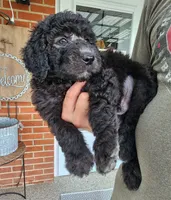Rich moyen size, a male Goldendoodle for sale in Dandridge, TN – 2 of 7