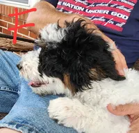 Katie, a female Miniature Bernedoodle for sale in Dandridge, TN – 3 of 7