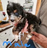 Manning reasonable offer, a male Miniature Bernedoodle for sale in Dandridge, TN – 4 of 10