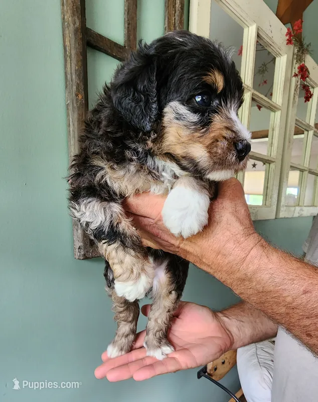 Manning  – Miniature Bernedoodle puppy for sale in Dandridge, TN
