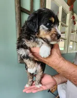 Manning reasonable offer, a male Miniature Bernedoodle for sale in Dandridge, TN – 5 of 10