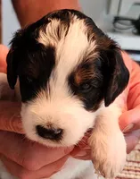 Katie on hold but still ask, a female Miniature Bernedoodle for sale in Dandridge, TN – 9 of 9