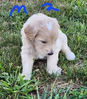 Toby moyen, a male Goldendoodle for sale in Dandridge, TN – 3 of 9