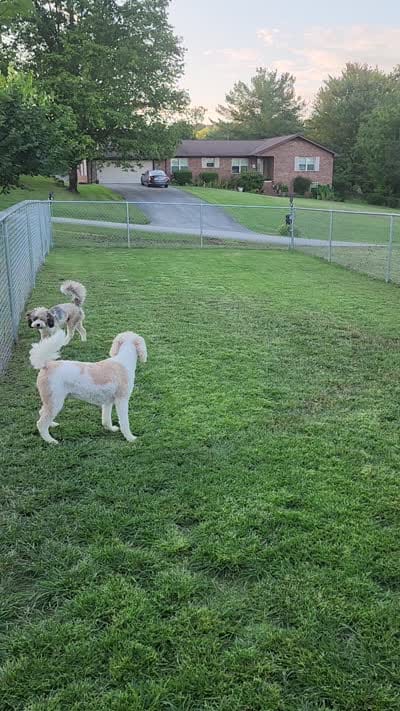 Annie , a female Miniature Bernedoodle for sale in Dandridge, TN – 6 of 6