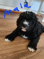 Conner reasonable offer , a male Miniature Bernedoodle for sale in Dandridge, TN – 2 of 9