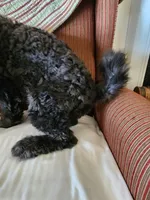 Bodi  moyen/ medium, a male Goldendoodle for sale in Dandridge, TN – 4 of 4