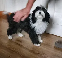 Jemima, a female Miniature Bernedoodle for sale in Dandridge, TN – Photo 2 of 6