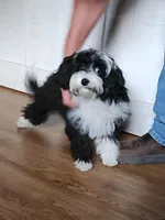 Jemima, a female Miniature Bernedoodle for sale in Dandridge, TN – Photo 1 of 6